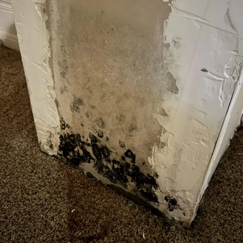 Professional Mold Removal in Brandon, FL